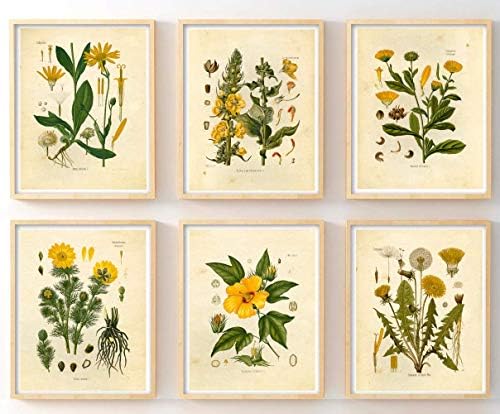 Реколта Ботанически щампи | Жълти цветя от Ink Inc. | Декор на фермерска къща в стил бохо | Комплект от 6 теми