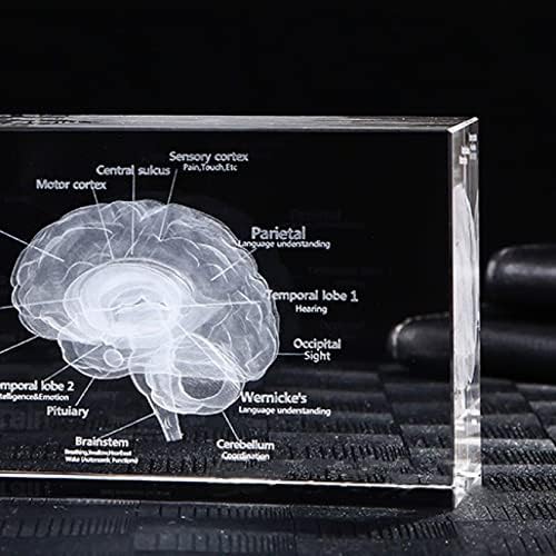 Продължителността на структура на мозъка 3D Вытравил Стъклен Куб са Гравирани с Лазер Кристален Куб Образователна
