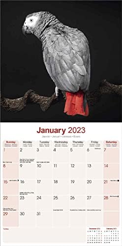 Африкански Календар Сиви на 2023 година - Месечен Стенен календар на 2022-2023 години - 12 x 24 (Открит), Стенен